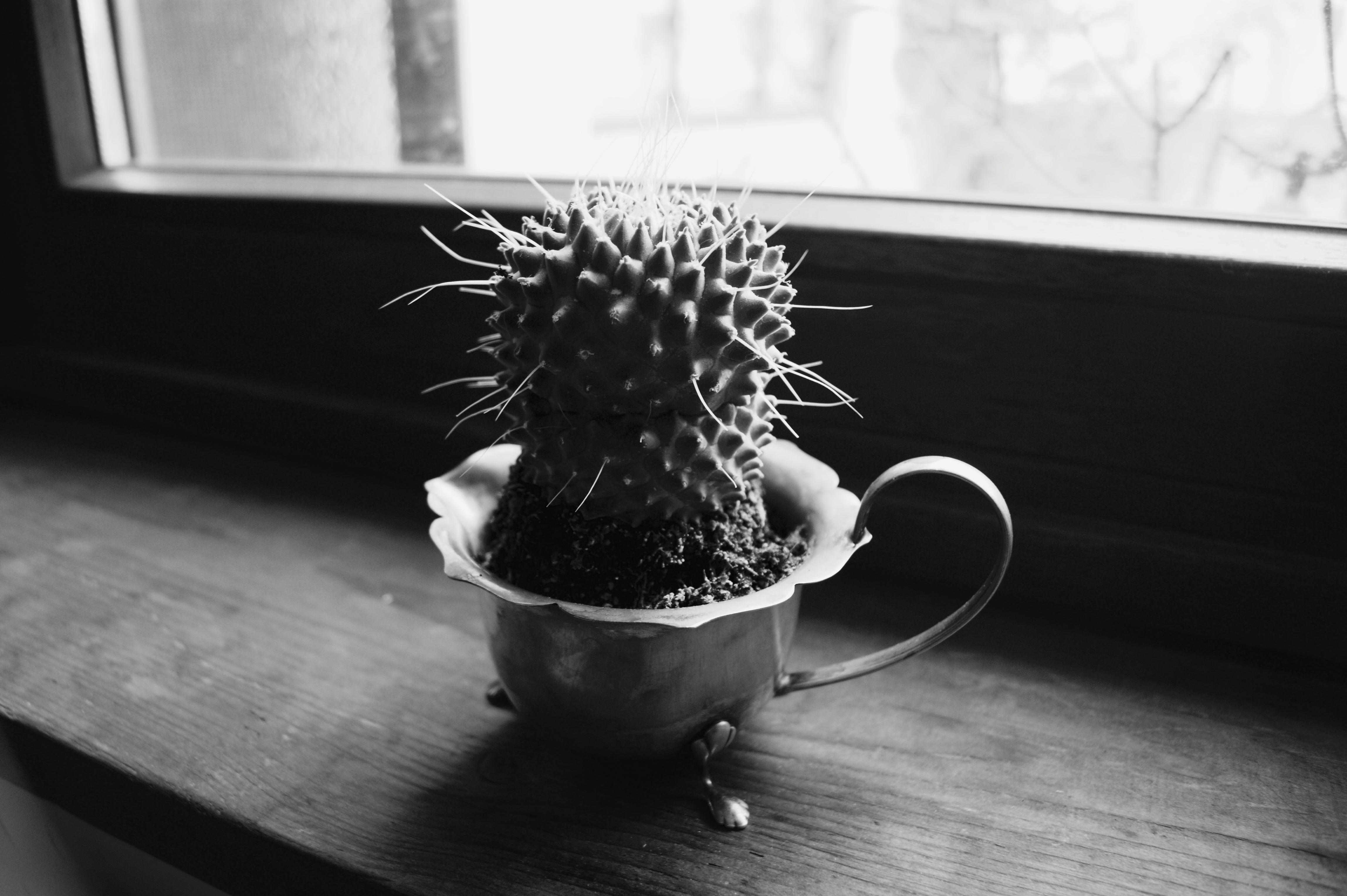 gallery cactus